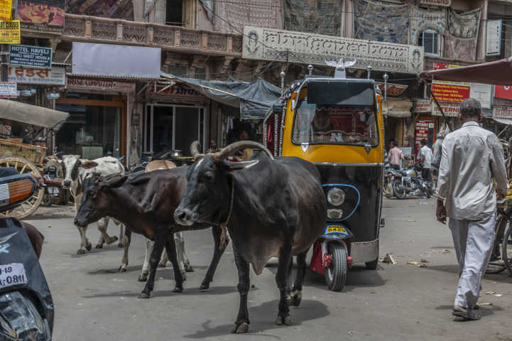 67 - India - Jodhpur